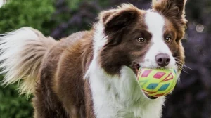 Dog-friendly Temecula wine country: wineries, restaurants, and hotels